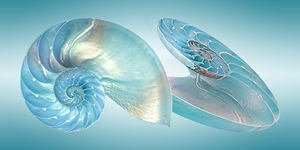 Nautilus Jewel of the Sea