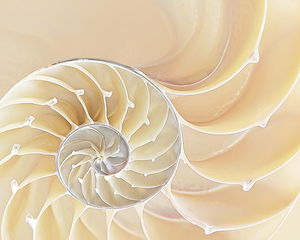 Nautilus Natural Cream Spiral