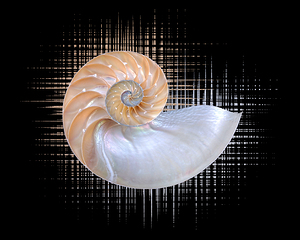 Nautilus Seashell Abstract