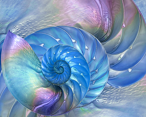 Nautilus Shells Blue and Purple Horizontal