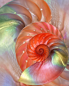 Nautilus Shells Red and Green