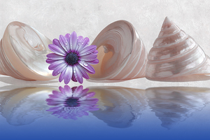 Pearl Troca Shells with Daisy Reflections