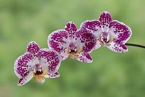 Pink And White Orchid On Green
