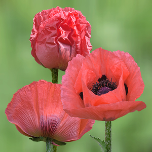 Pink Oriental Poppy Triple Square
