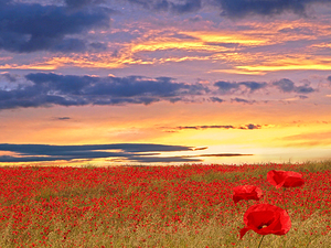 Poppy Field At Sunset