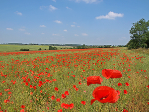 Poppy Fields 1