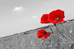 Poppy Fields 2 Black and White