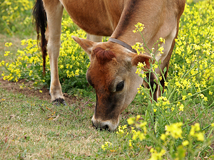 Pretty Jersey Cow