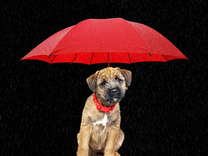 Puppy Under a Red Umbrella