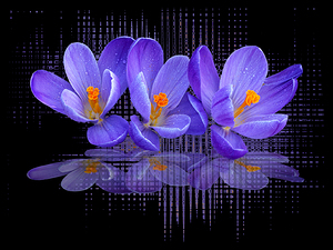 Purple Crocus Abstract Rain On Black