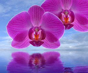 Purple Orchid Spa