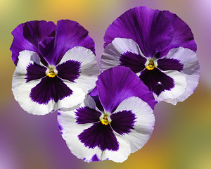 Purple Pansy Sunny Faces 