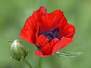 Red Giant Oriental Poppy With Bud