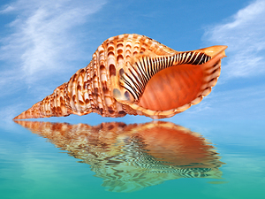 Reflections in Paradise Horizontal Trumpet Triton Shell