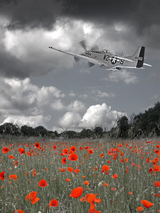 Salute To The Brave - p51 Flying Over Poppy Field
