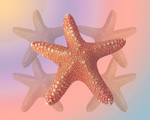 Sea Star Pastels