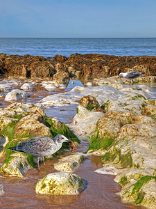 Searching The Coastal Rock Pools