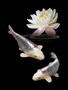  Silver and Red Koi with Water Lily Vertical