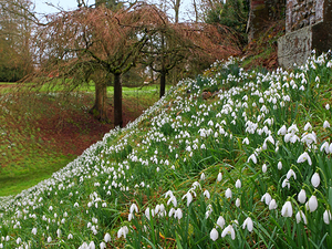Snowdrop Landscape