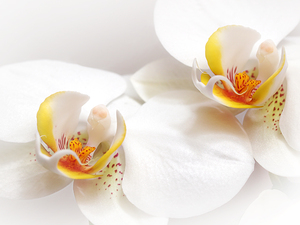 Soft White Orchid Pair