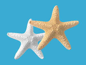Starfish on Turquoise