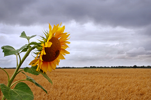 Summer Storm - Sunflower at Harvest Time