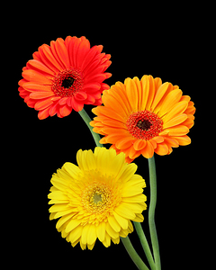 Sunny Gerbera Daisies On Black