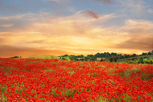 Sunset Over Poppy Field