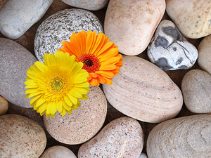 Sunshine Daisies and Pebbles On The Beach