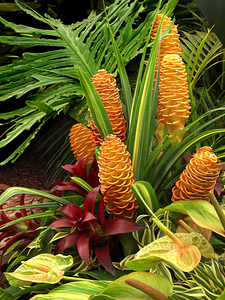 Tantalisingly Tropical