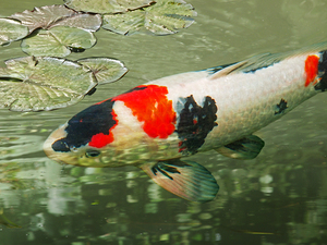 Tranquility - Red And Black Japanese Koi Fish