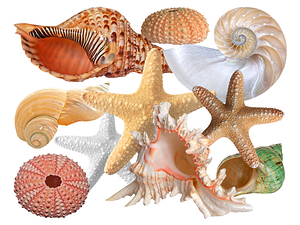 Treasures of the Deep On White