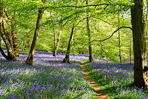Walk In The Bluebell Wood