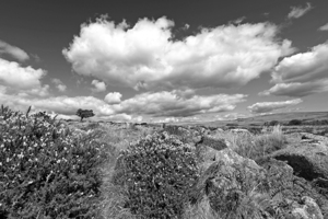 Wild Dartmoor Landscape Black and White