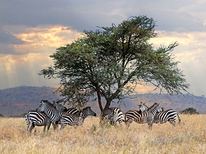 Zebra Under Tree in Africa