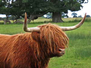 Bad Hair Day - Highland Cow