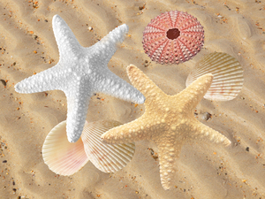 Beachcombing