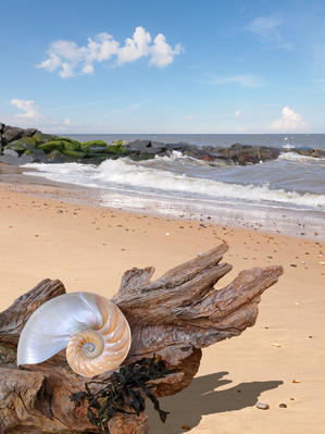 Beachcombing - Driftwood and Shells