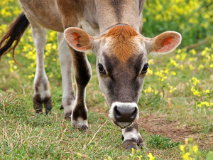 Look Into My Eyes - Jersey Cow