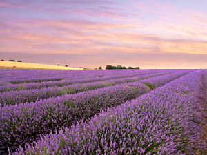 Purple Haze - Lavender Field at Sunrise