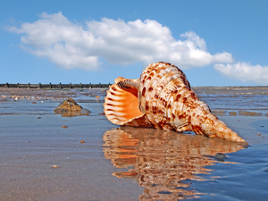 Sounds of the Ocean - Trumpet Triton