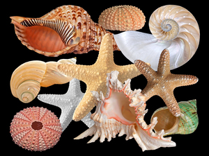 Treasures of the Deep On Black