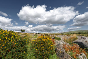Wild Dartmoor Landscape