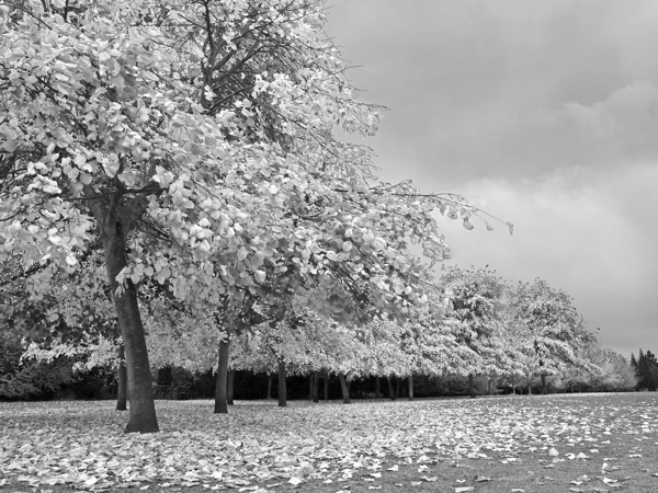 Autumn Days in Mono Print