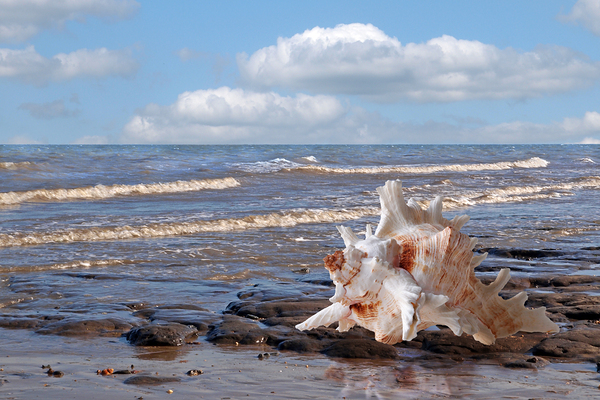 Call of the Ocean - Murex Seashell Print