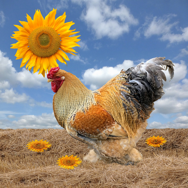 Good Morning Sunshine Rooster With Sunflower Print