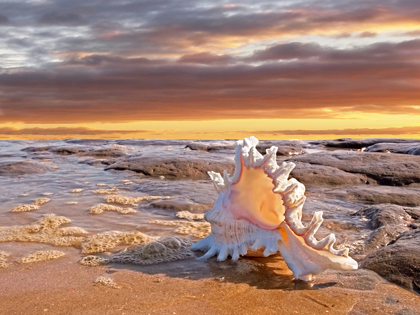Murex Seashell Sunset Print