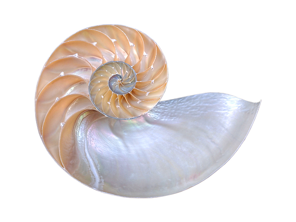 Natural Nautilus Seashell On White Print