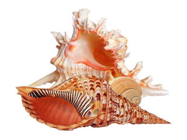 Natural Shell Collection On White by Gill Billington