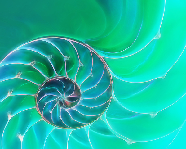Nautilus Aqua Spiral Print